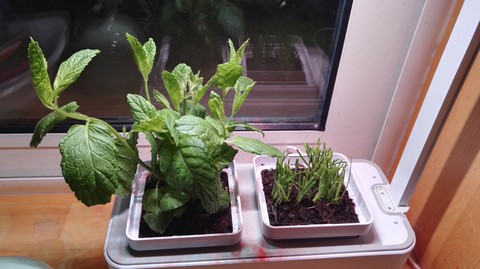 Mini potager, smart garden